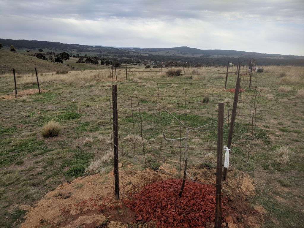 A view of the planted orchard, mid-winter. Fig in foreground.