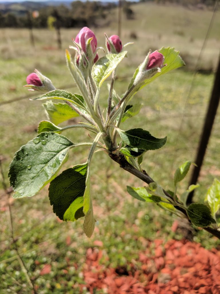 Springtime orchard blossoms